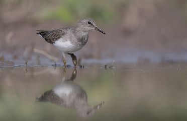 Temminck's stint 