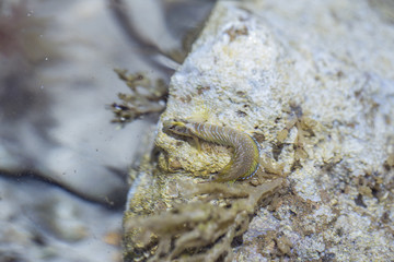Meerestiere / Fische essen Brot und verstecken sich in Felsen