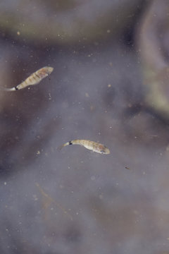 Meerestiere / Fische essen Brot und verstecken sich in Felsen