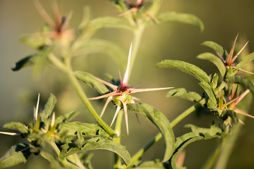 prickly plant in the park in the open air