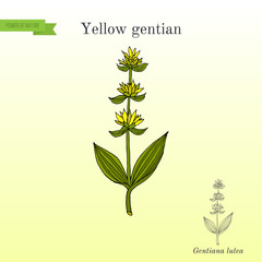 Yellow gentian Gentiana lutea , medicinal plant
