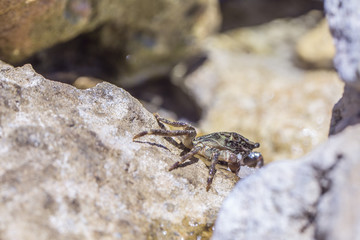 Krebs / Krabbe versteckt sich essend in Steinritze