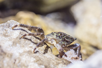 Krebs / Krabbe versteckt sich essend in Steinritze