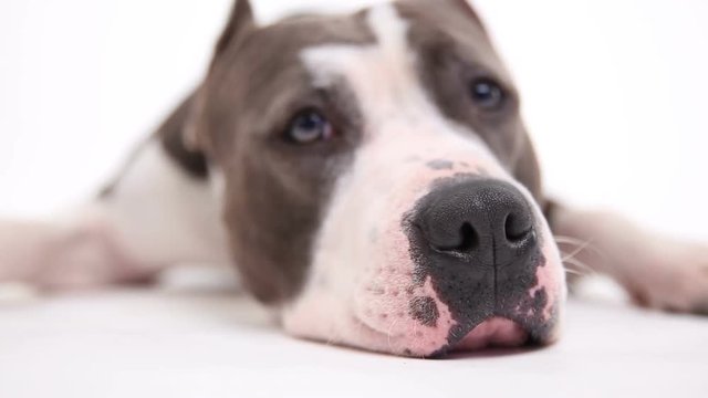 American pit bull terrier lies on a white background in studio