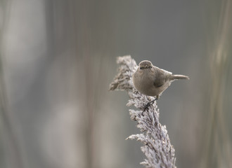 Siberian chiffchaff