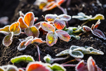 strawberry leaves in the icy autumn