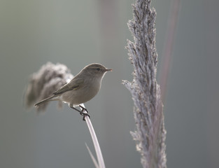 Siberian chiffchaff