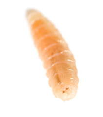 worm of maggots on a white background