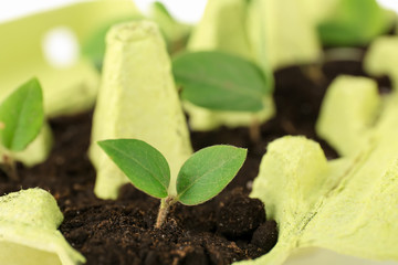 Cardboard eggs box used as container for growing plants, closeup