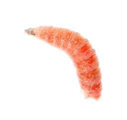 red worm of maggots on a white background