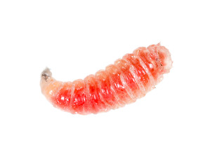 red worm of maggots on a white background
