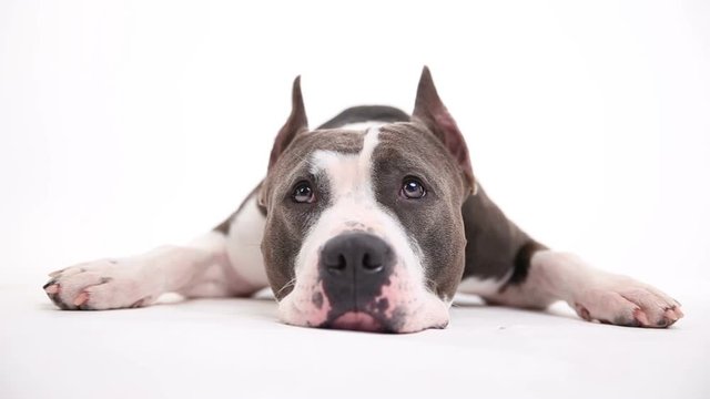 American pit bull terrier lies on a white background in studio
