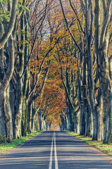 ROADSIDE TREES - Avenue beech in autumn colors © Wojciech Wrzesień