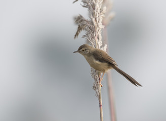Plain Prinia