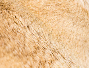 Wool of a dog as an abstract background
