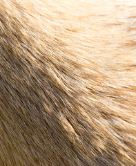 Wool of a dog as an abstract background