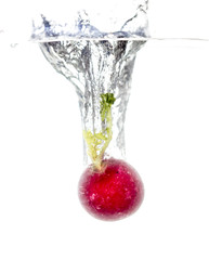 radish in water isolated on white background