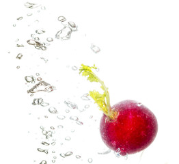 Fototapeta na wymiar radish in water isolated on white background