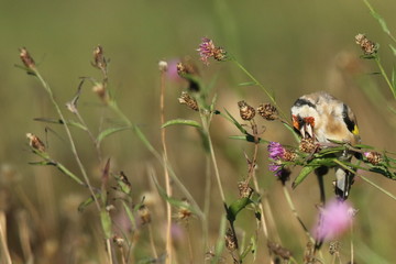 Chardonneret élégant.