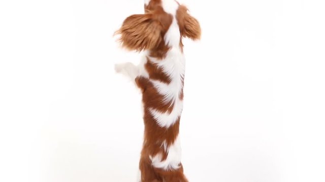 Cavalier King Charles Spaniel posing in front of camera in studio on white background