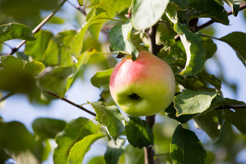 Ripe apple on a tree in the nature