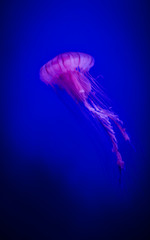 Jellyfish swimming in blu water
