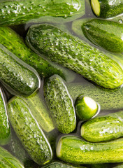 green cucumbers wash in water as a background