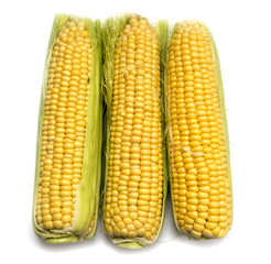 Yellow corn in the cob on a white background