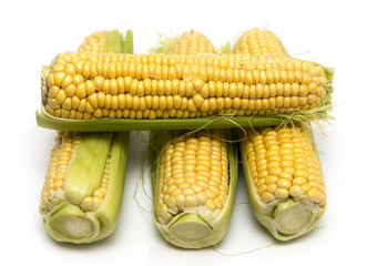 Yellow corn in the cob on a white background