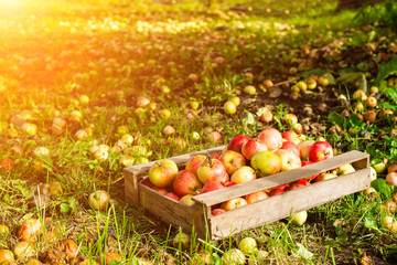 Harvesting apples. Ripe apples in a wooden box on green grass background in rays of the sun