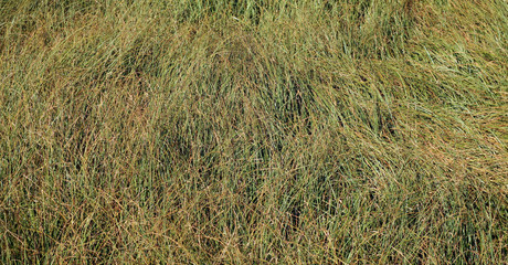 Faded wild grass background.
