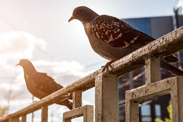 Gray city pigeons