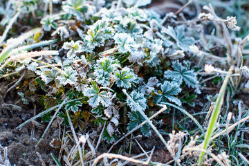 The first frosts, frost in the garden on plants, frost on the flora and grass, as well as flowers and trees. About gardening and cold