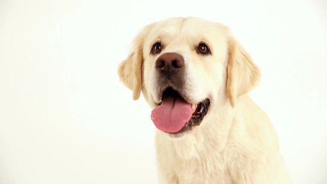 portrait of a golden retriever on a white background closeup in studio