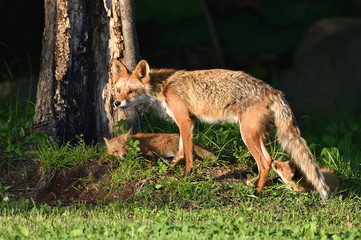 キタキツネの親子