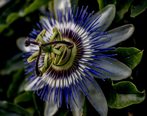 fiore della  passione passiflora