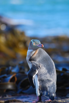 Yellow Eyed Penguin, New Zealand.