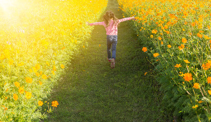Fototapeta premium The little girl in the field of cosmos yellow flowers at sunlight in the morning