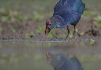 Grey-headed swamphen -Colorful Bird 