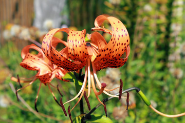 Beautiful orange lily flower, on a background of grass close-up