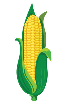 Corn. VECTOR illustration isolated on white.