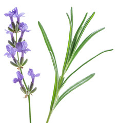 Lavandula or lavender flowers and leave isolated on white background.