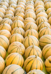 Ripe cantaloupe melons. Food background.