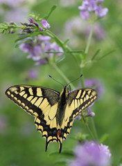 Machaon.