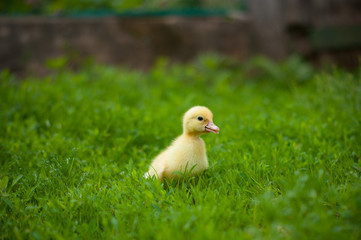 Fototapeta premium little duckling