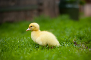 little duckling