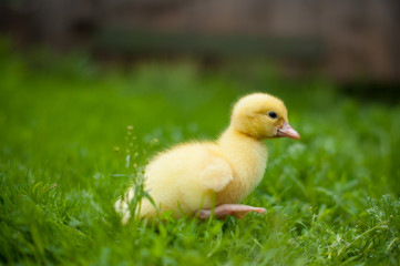 little duckling