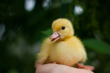 little duckling