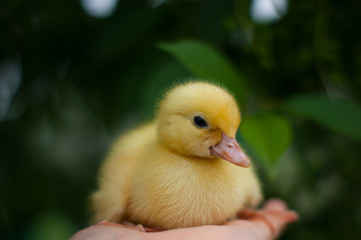 little duckling
