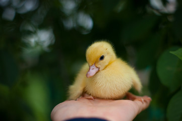 little duckling